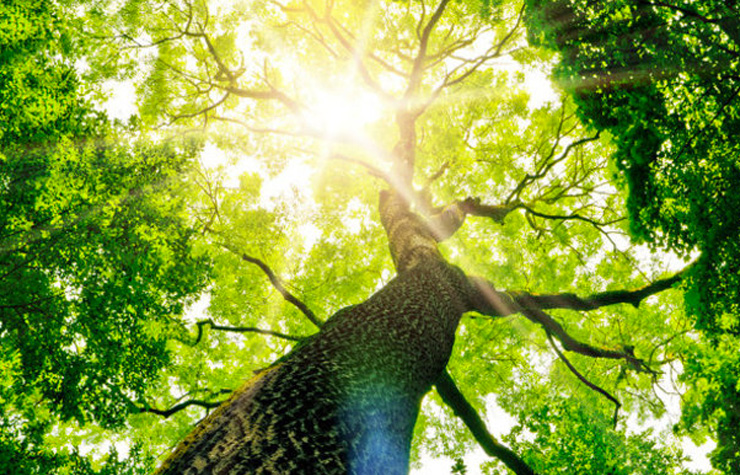 Trees provide shade and oxygen. [Shutterstock image]