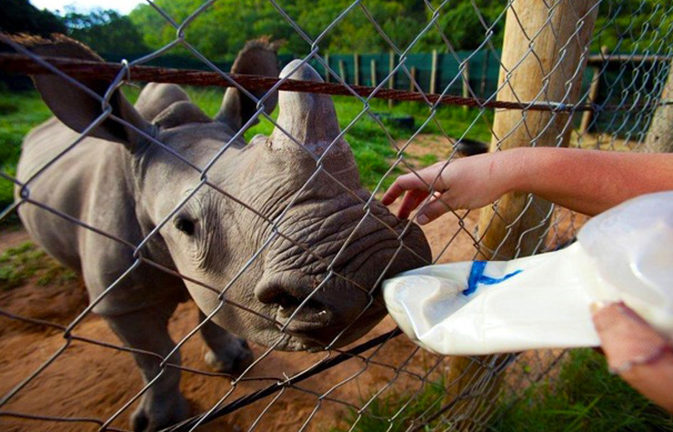 Volunteers will work with adorable rhinos. [Image courtesy of African Conservation Experience]