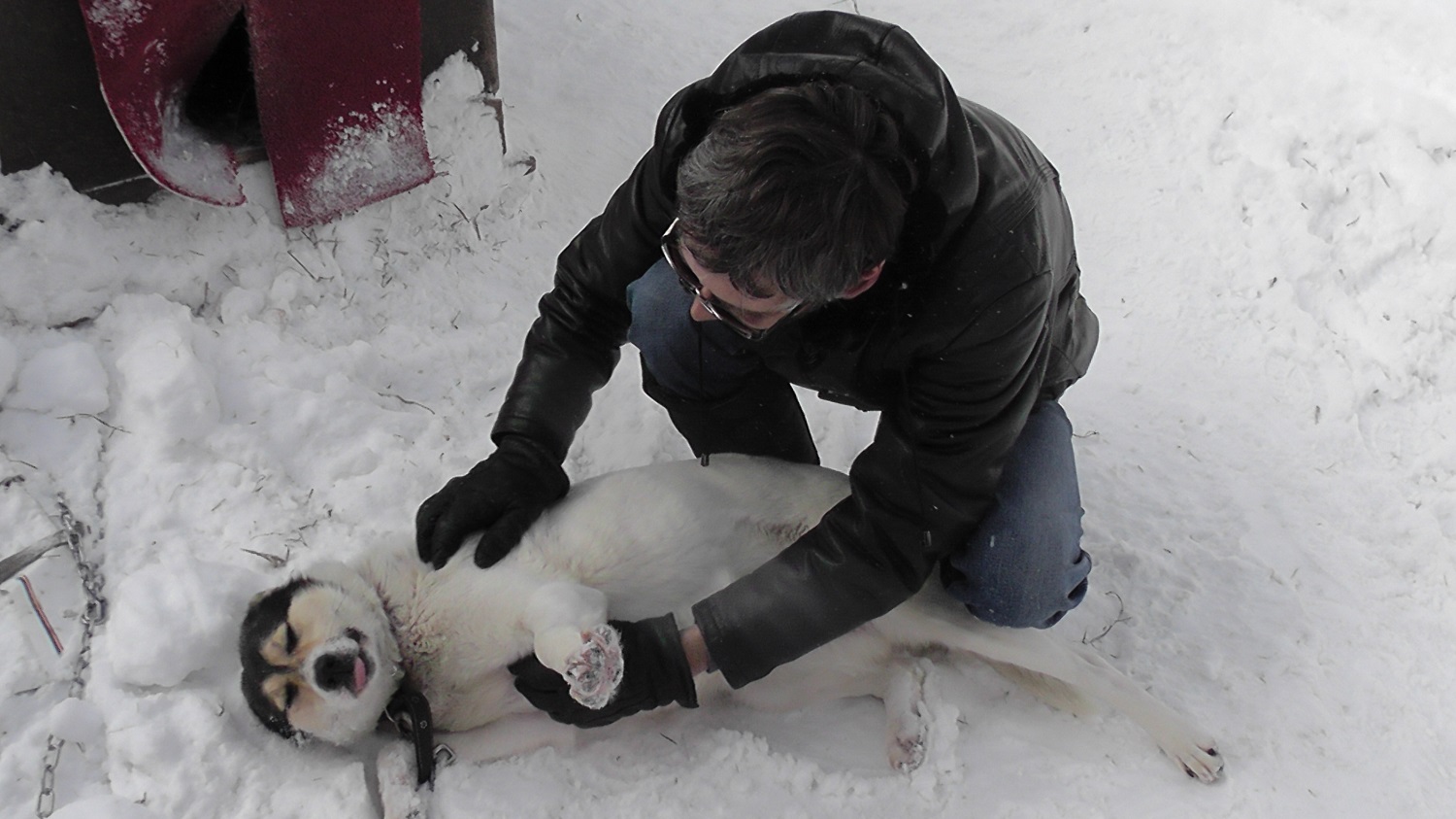 Volunteers from Peerapp in Russia show love to the shelter dogs.