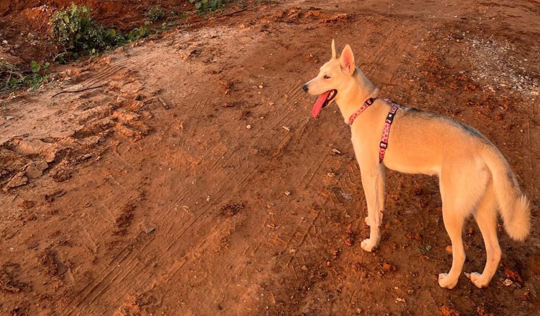 Providing Hope to Dogs from Israel&#8217;s Border Towns